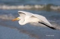 Great-Egret;Egret;Ardea-alba;Flight;Flying-bird;action;aloft;behavior;flight;fly